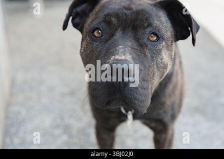 Ein Nahbild des Gesichts eines Hundes, das seine intensiven braunen Augen und seinen neugierigen Ausdruck hervorhebt. Der Hintergrund ist leicht verschwommen und lenkt die Aufmerksamkeit Stockfoto
