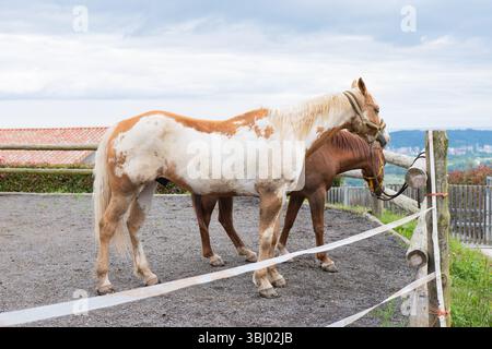 Zwei Pferde stehen nebeneinander in einem Paddock, eines braun und das andere mit weißen und braunen Flecken. Sie befinden sich in der Nähe eines hölzernen Zauns mit malerischem Blick auf die Stadt Stockfoto