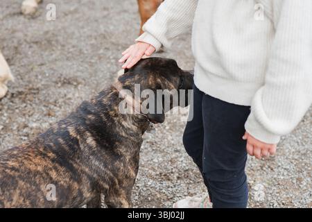 Eine Nahaufnahme eines Kindes, das im Freien sanft einen freundlichen Hund streichelt. Der Hund steht aufmerksam auf einem Schotterweg und vermittelt einen SENSE Stockfoto