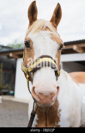 Nahporträt eines braunen und weißen Pferdes mit gelbem Neckholder. Der Fokus liegt auf den ausdrucksstarken Augen des Pferdes, mit einem verschwommenen Stall im Hintergrund Stockfoto