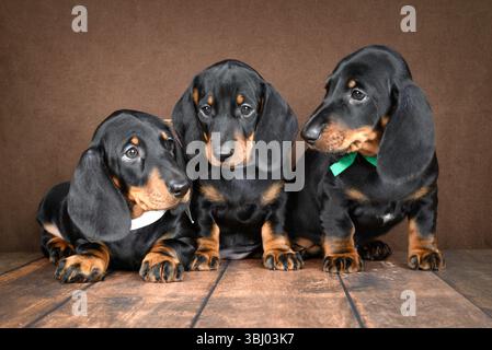 Drei kleine Dackelwelpen mit glänzenden schwarzen und braunen Mänteln sitzen spielerisch auf einem dunklen Holzboden und stehen im Kontrast zu einer schattigen Kulisse in A Stockfoto