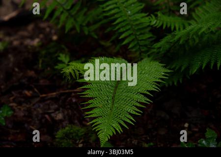 In einem Wald am Fuße der Dolomiten in Italien blüht ein lebhafter grüner Farn. Die zarten Wedel fesseln die heitere Schönheit und die üppige Schönheit Stockfoto