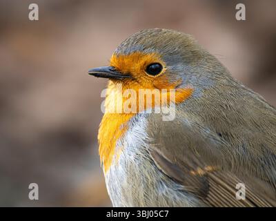 Nahaufnahme von Robin (Erithacus rubecula), Cheshire, England Stockfoto
