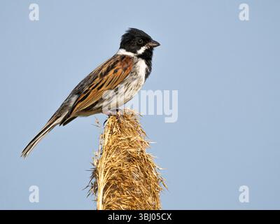 Männliche Reed Bunting (Emberiza schoeniclus) auf Schilfkopf, Cambridgeshire, England Stockfoto