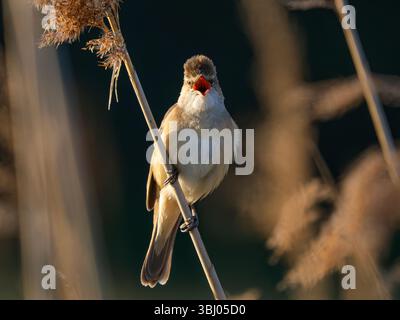 Great Reed Warbler (Acrocephalus arundinaceus) singend, RSPB Ouse Fen Naturschutzgebiet, Cambridgeshire, England Stockfoto