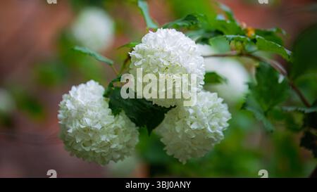 Nahaufnahme der weißen Blüten von Viburnum opulus roseum im Juni 2025 Stockfoto