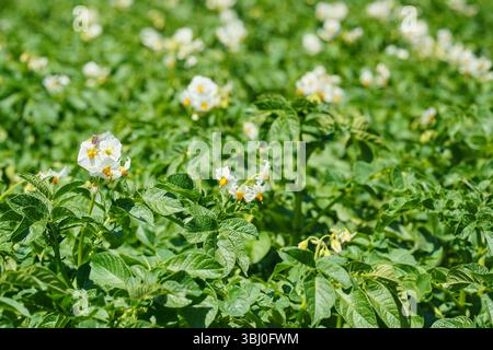Die Sonne scheint über Kartoffelpflanzen, leuchtend gelbe und weiße Blüten über grünen Blättern sichtbar Stockfoto