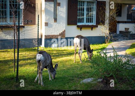 Weißwedelhirsche fressen Gras auf dem Wohnhof. Stadt Banff. Banff National Park, ab, Kanada. Stockfoto