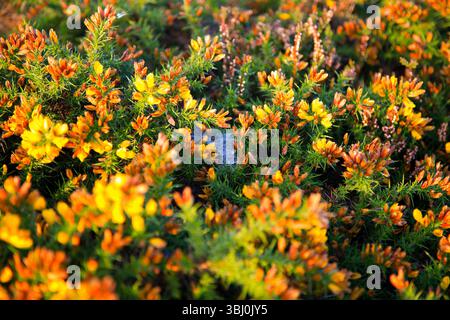Die wunderbaren Farben eines OktoberGorse Bush mit einem Spinnennetz in der Mitte: Das ländliche England Stockfoto