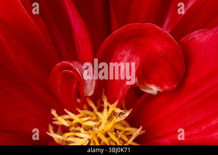 Eine Nahaufnahme der Staubblätter und lockigen Blätter einer roten Dahlienblume Stockfoto