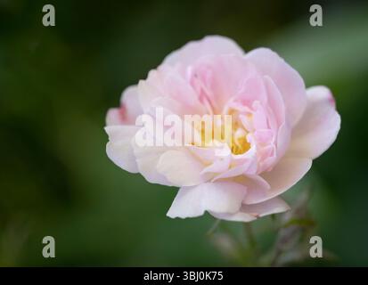 Eine einsame rosa und weiße Blume aus einer umherziehenden Rose Stockfoto