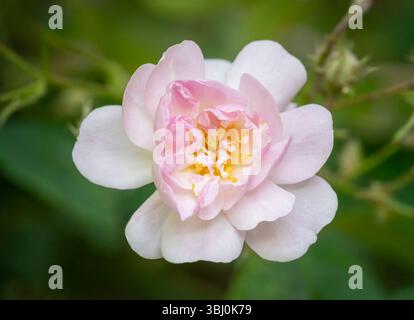 Eine einsame rosa und weiße Blume aus einer umherziehenden Rose Stockfoto