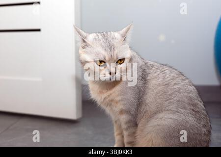 Hellgraue Hauskatze mit gelben Augen, die drinnen auf einem gefliesten Boden sitzt und mit wacher Haltung nach unten blickt. Stockfoto