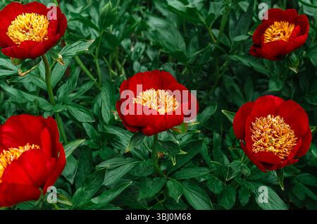 Floraler Hintergrund: Rote Pfingstrose mit gelben flauschigen Zentren. Fünf Pfingstrosen-Blüten. Gartenarbeit, Landschaftsgestaltung. Werbung Stockfoto