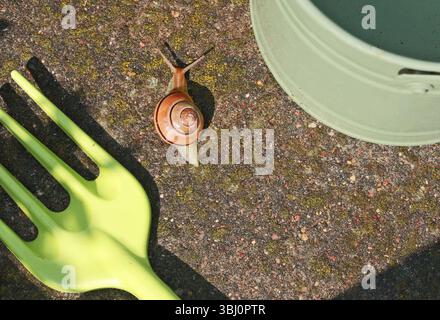 Die Schnecke kriecht auf der Gießkanne. Garten und Natur. Schädlinge und Werkzeuge. Stockfoto