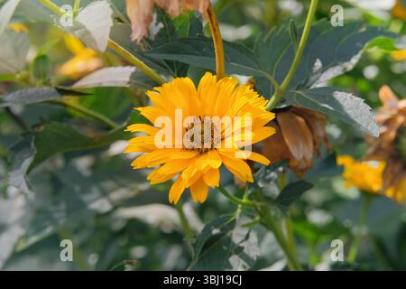 Dry Coreopsis wächst im Herbst im Park. Sonniger Tag. Gelbe Coreopsis wächst im Hüttengarten. Stockfoto