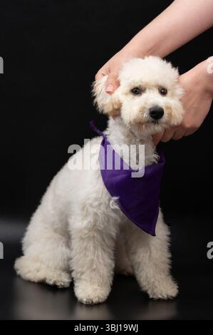 Streichelt weißen Pudelhund, der auf schwarzem Studio-Hintergrund sitzt Stockfoto