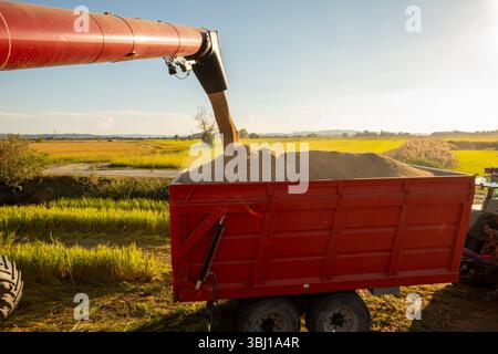 Getreideausgießen von der Erntemaschine in den roten Anhänger. Erfasst das Wesen der Reisernte in einem mechanisierten italienischen Bauernhof. Stockfoto