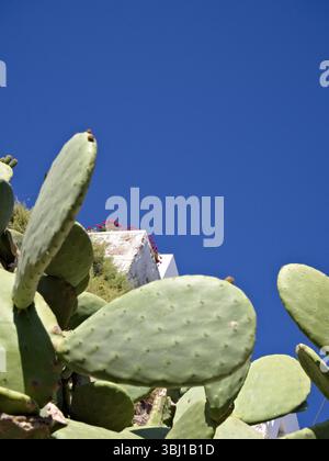 Opuntia Kaktus vor einer erhöhten weißen Wand mit roten Blüten, sonnig und lebhaft mit klarem blauem Himmel im Hintergrund. Stockfoto