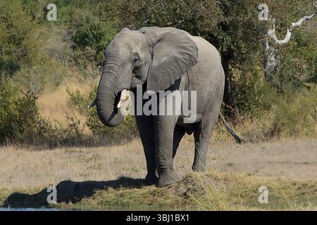 Afrikanischer Elefant mit gelocktem Stamm steht neben einem Wasserloch in der Savanne, umgeben von trockenem Gras und Wald, gefangen in warmem natürlichem Licht Stockfoto