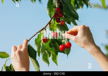 Hände pflücken bei Sommersonnenlicht zart frische Kirschen von einem grünen Baumzweig. Natürliches, ökologisches Erntekonzept. Stockfoto