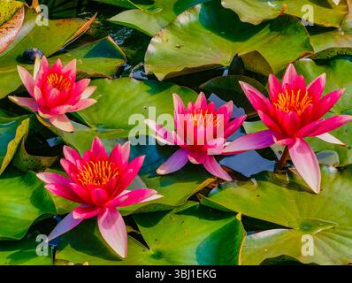 Fesselnde Nahaufnahme von leuchtenden rosa Seerosen, die auf einem ruhigen Teich blühen. Die satten Farben und die komplizierten Blütenblätter bilden einen schönen Kontrast zu den üppig grünen Lilienpads Stockfoto