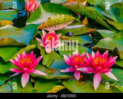 Fesselnde Nahaufnahme von leuchtenden rosa Seerosen, die auf einem ruhigen Teich blühen. Die satten Farben und die komplizierten Blütenblätter bilden einen schönen Kontrast zu den üppig grünen Lilienpads. Stock-Foto Stockfoto