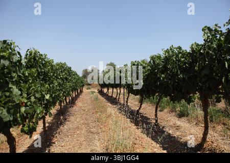 Weinberg in den Judäischen Bergen, Judäa, in der Nähe von Tzova oder Tzuba, wo rote Trauben zur Weinherstellung angebaut werden. Israel. Stockfoto
