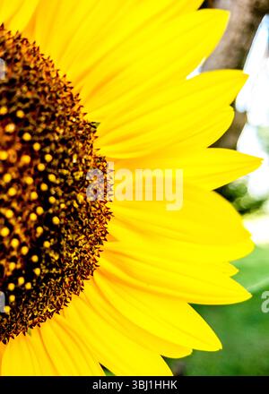 Eine Nahaufnahme einer Sonnenblume mit ihren leuchtenden gelben Blütenblättern und den komplizierten Details. Stockfoto