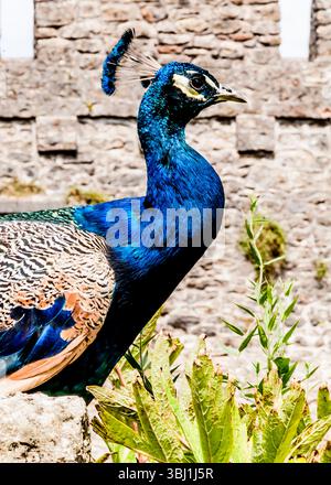 Eine Nahaufnahme eines Pfaus mit seinen leuchtenden blauen und grünen Federn, der vor einer Steinmauer steht. Stockfoto