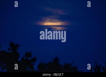 Ein Vollmond im Juni, der in der Abenddämmerung durch die Wolken aufsteigt. Stockfoto