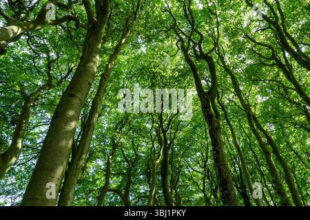 Blick auf das grüne Blätterdach über Baumstämmen Stockfoto