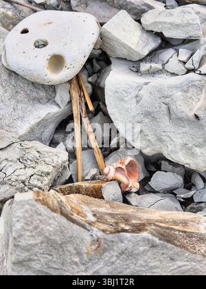 Streuung von Steinen. Steine an der Küste. Weiße Steine. Steinstruktur. Meer. Sommer Stockfoto