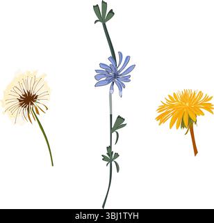 Blumen Natur Illustration, Löwenzahn, Zichorie, Vektor Stock Vektor