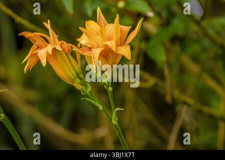 Zwei Blüten und Knospen einer gelben Taglilie am Morgen, mit ein paar Tropfen darauf, in einem Garten in den östlichen Andengebirgen in Zentral-Kolumbien, Stockfoto