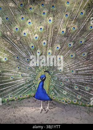 Herrlicher Pfau mit leuchtend schillerndem Blau und grünem Gefieder. Elegante Federn mit komplizierten Augenmustern in Gold- und Farbtönen Stockfoto