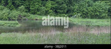 Künstlicher See, aufgestaut von Bibern, Grossenohe, Oberfranken, Bayern, Deutschland, Europa Stockfoto