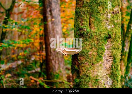 Nahaufnahme von Pilzen, die am Baumstamm wachsen Stockfoto