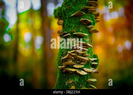 Nahaufnahme von Pilzen, die am Baumstamm wachsen Stockfoto