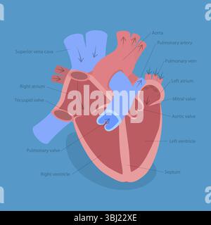 Isometrische flache 3D-Illustration der Herzanatomie, Infografik für Kardiologie-Spezialisten Stockfoto