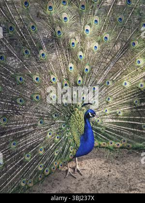 Herrlicher Pfau mit leuchtend schillerndem Blau und grünem Gefieder. Elegante Federn mit komplizierten Augenmustern in Gold- und Farbtönen Stockfoto