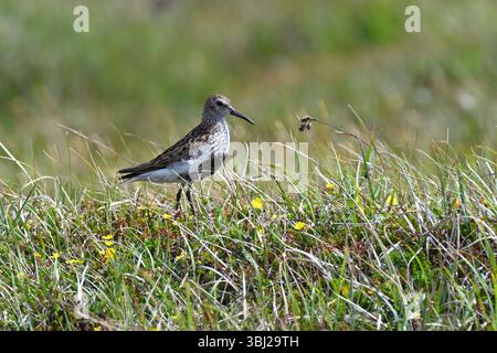 Dunlin, Calidris alpina UK Juni Stockfoto