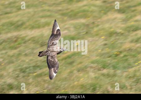 Great Skua, Stercorarius skua, im Flug Papa Westray Orkney Inseln Schottland Juni Stockfoto