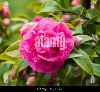 Rote Blume der Kamielpflanze mit Blütenblättern, Blättern und Regentropfen. Stockfoto