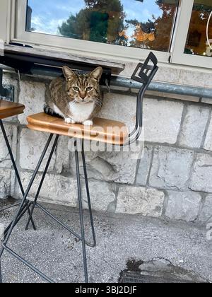 Eine domestizierte braune Katze, die an einem sonnigen Sommertag in Split, Kroatien, auf einem Barhocker in einem Katzencafé sitzt Stockfoto