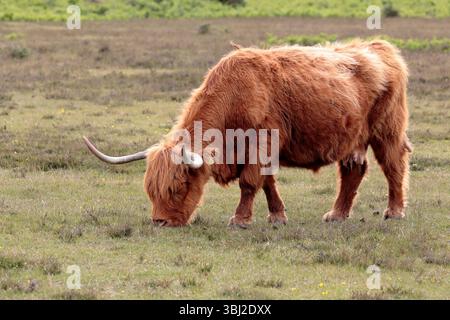 Eine braune zottelige Highland-Kuh mit großen Hörnern, die auf Gras im New Forest weiden, nach links gerichtet Stockfoto