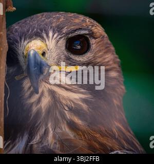 „Majestätischer Blick eines Falken – die Präzision der Natur im Fokus“ Stockfoto