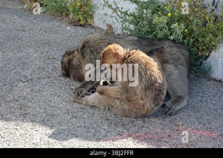 Ein junger Berbermakaken (macaca sylvanus), der auf dem Boden auf dem Felsen von Gibraltar sitzt, neben einem schlafenden erwachsenen Makaken Stockfoto
