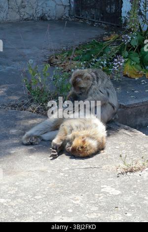 Zwei erwachsene Berbermakaken (macaca sylvanus) sitzen auf dem Boden auf dem Felsen von Gibraltar, einer pflegt den anderen Stockfoto