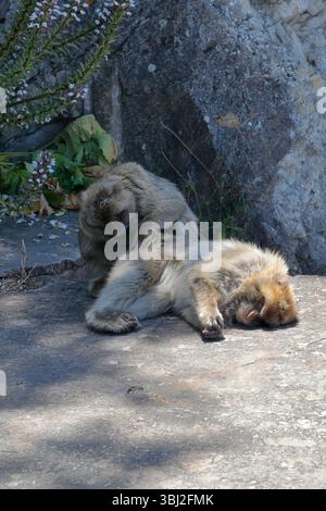 Zwei erwachsene Berbermakaken (macaca sylvanus) sitzen auf dem Boden auf dem Felsen von Gibraltar, einer pflegt den anderen Stockfoto